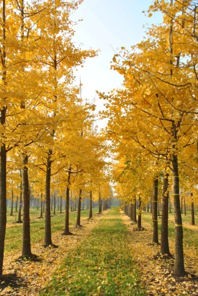 Ginkgo Biloba Live Tree - Bareroot 6–12" Tall, Zones 3–9