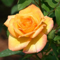Gold Medal Hybrid Tea Rose Bush - Bare Root Live Starter Plant (1) - Golden-Yellow, Fragrant, Repeat Bloomer