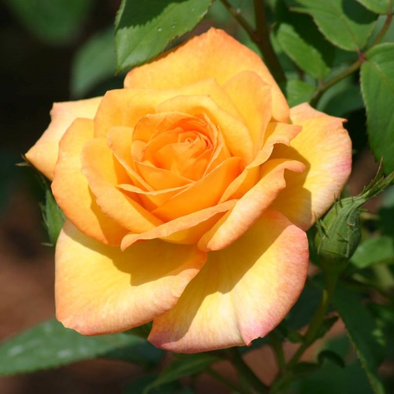 Gold Medal Hybrid Tea Rose Bush - Bare Root Live Starter Plant (1) - Golden-Yellow, Fragrant, Repeat Bloomer