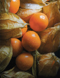 Golden Berry V Pineapple Cuttings (Physalis peruviana) - 6 Fresh Unrooted