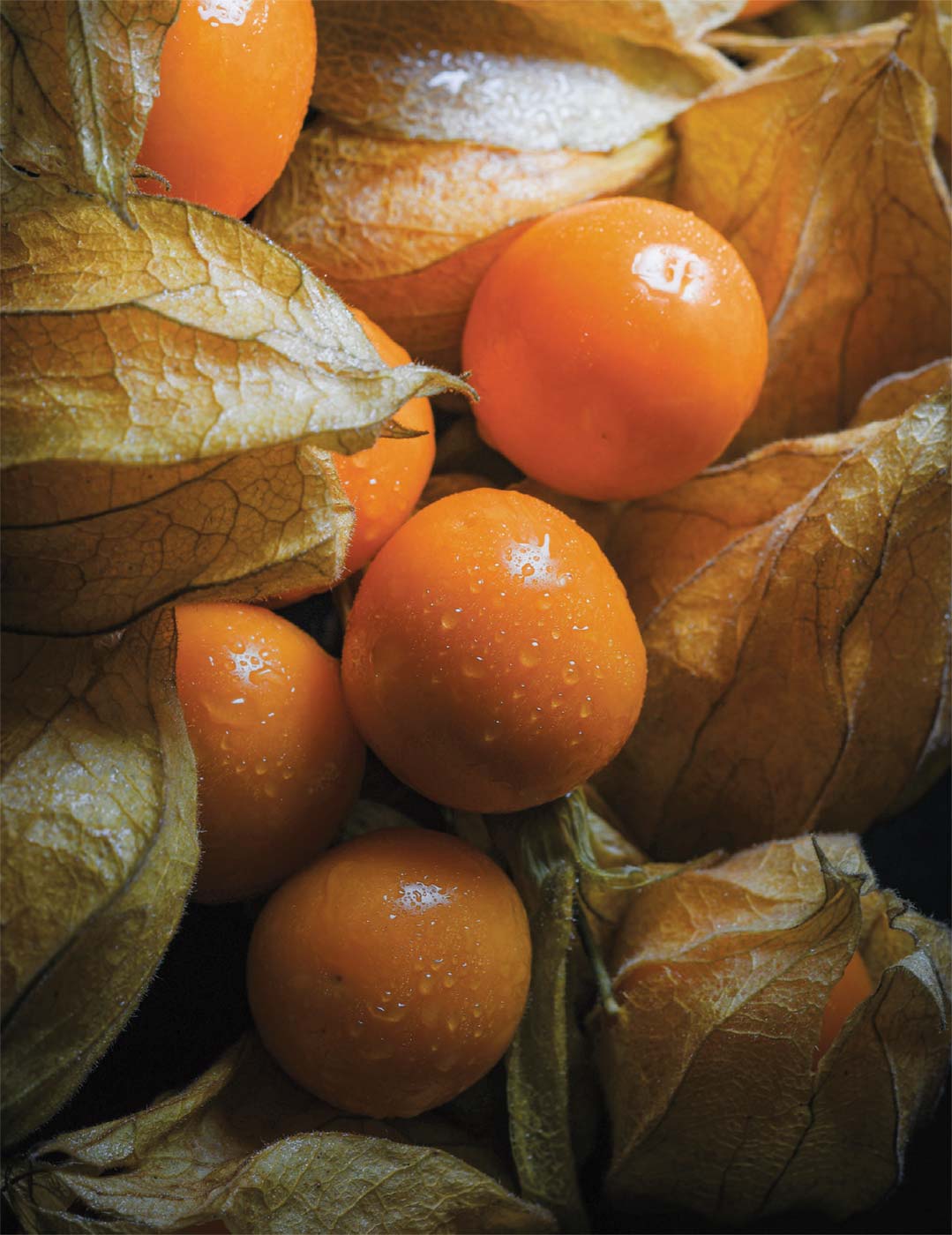 Golden Berry V Pineapple Cuttings (Physalis peruviana) - 6 Fresh Unrooted