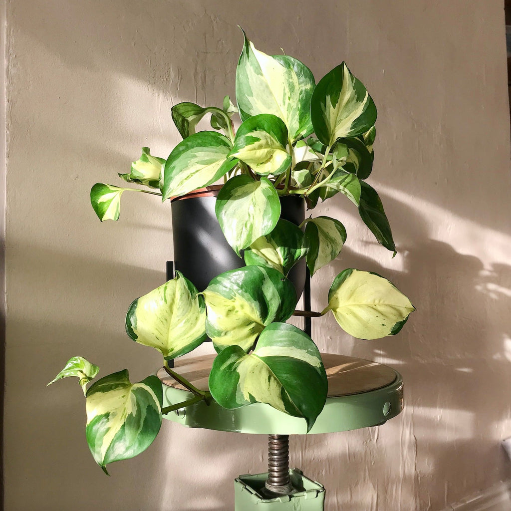 Manjula Pothos Live Plant - Epipremnum aureum ‘Manjula’ | 2" Pot, Rooted