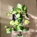 Manjula Pothos Live Plant - Epipremnum aureum ‘Manjula’ | 2" Pot, Rooted