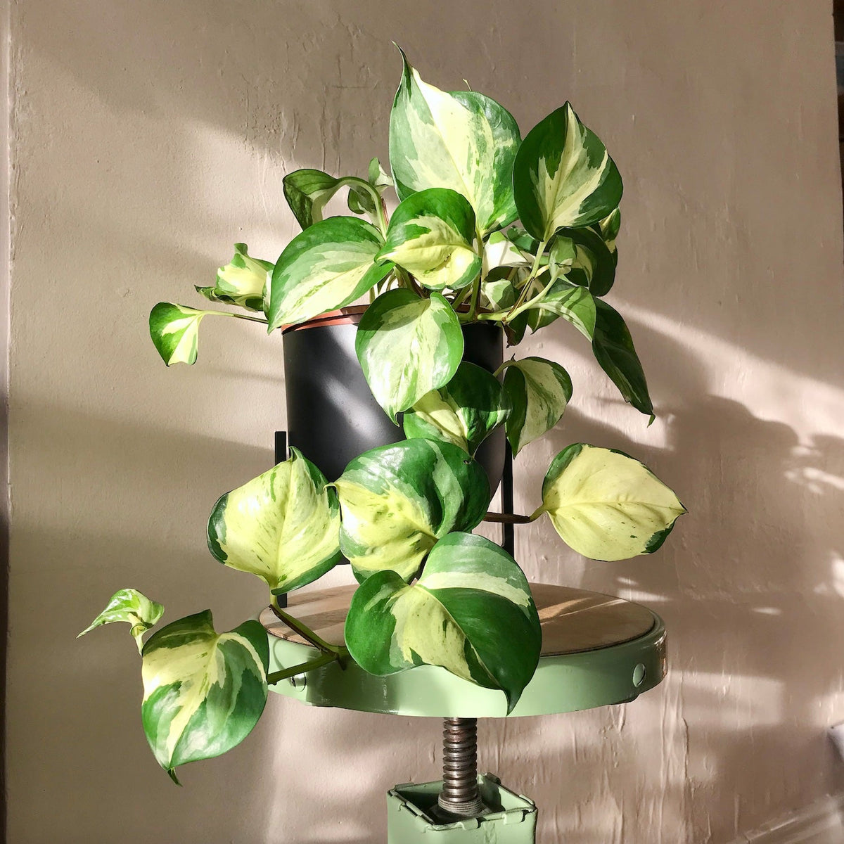 Manjula Pothos Live Plant - Epipremnum aureum ‘Manjula’ | 2" Pot, Rooted