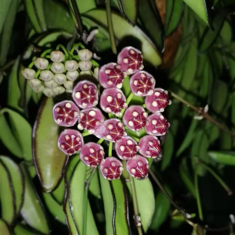 Hoya wayetii Rooted Plant Bareroot – Easy-Care Tropical Wax Plant for Hanging Baskets