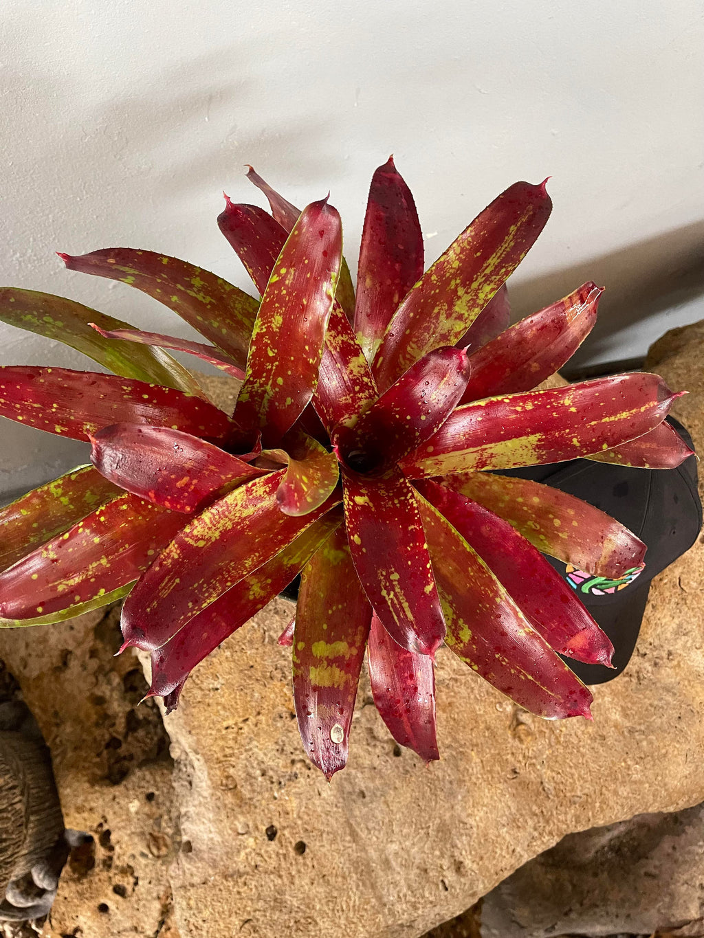 Bromeliad Neoregelia Gazpacho Live Bareroot Plant – Colorful Rosette Bromeliad