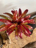 Bromeliad Neoregelia Gazpacho Live Bareroot Plant – Colorful Rosette Bromeliad