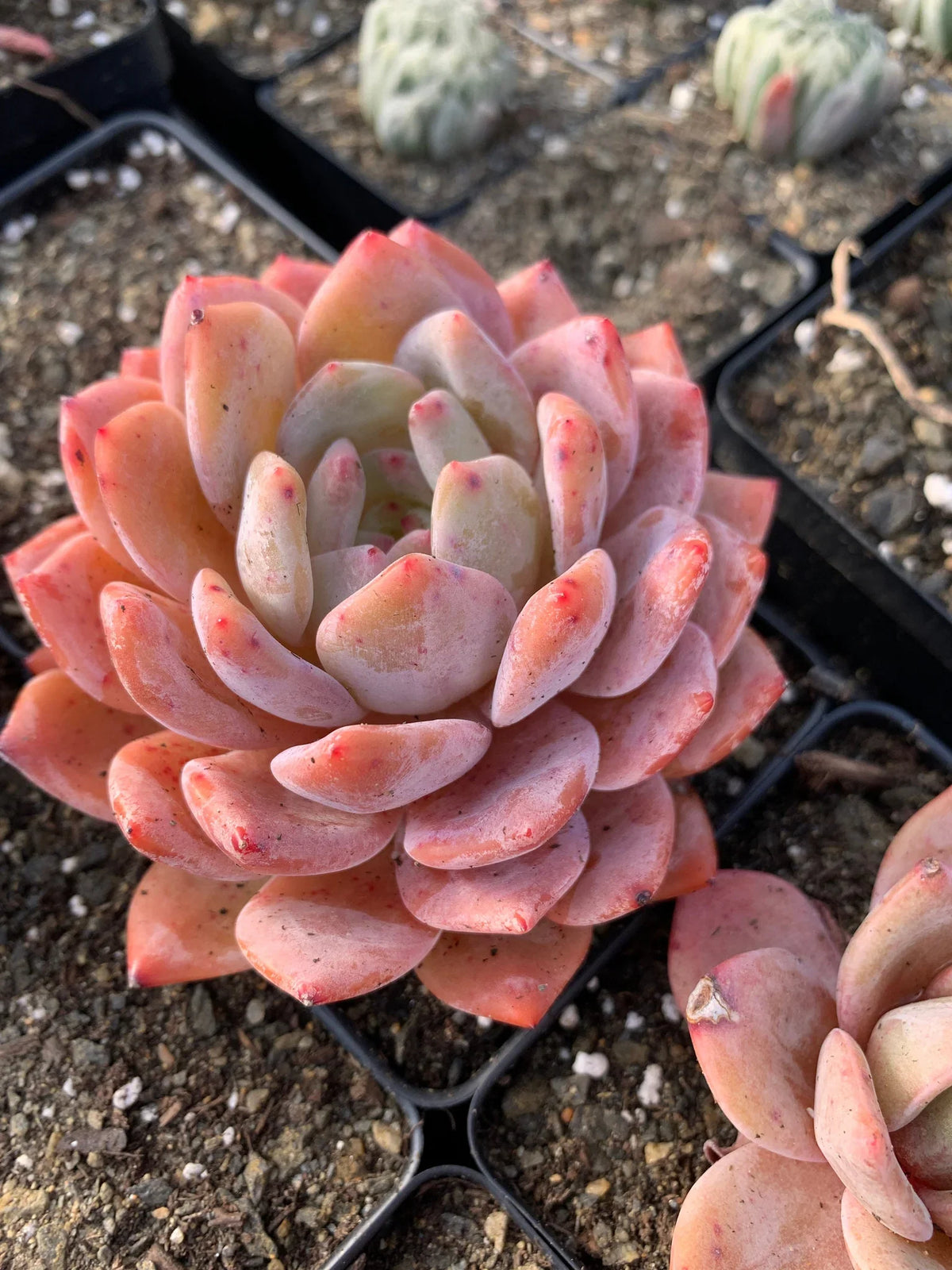 Echeveria Orange Monroe Bare-Root Plant – 2 in Rare Succulent