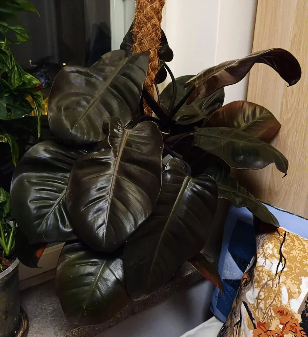 Philodendron Black Cardinal (Philodendron erubescens) Live Plant • Bareroot 3-5" Tall