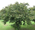 American Hazelnut Tree Seedling (Corylus americana) – 1 Year Old Native Nut Tree