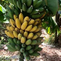 Goldfinger Dwarf Banana Plant (FHIA-01) – Live Starter Plant, 6–8 ft, Cold & Disease Resistant