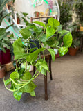 Golden Pothos Rooted Cutting – Epipremnum aureum, Easy-Care Indoor Plant