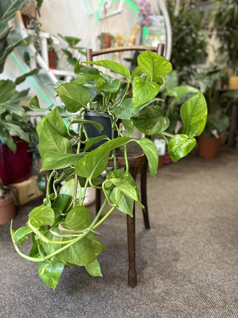 Golden Pothos Rooted Cutting – Epipremnum aureum, Easy-Care Indoor Plant