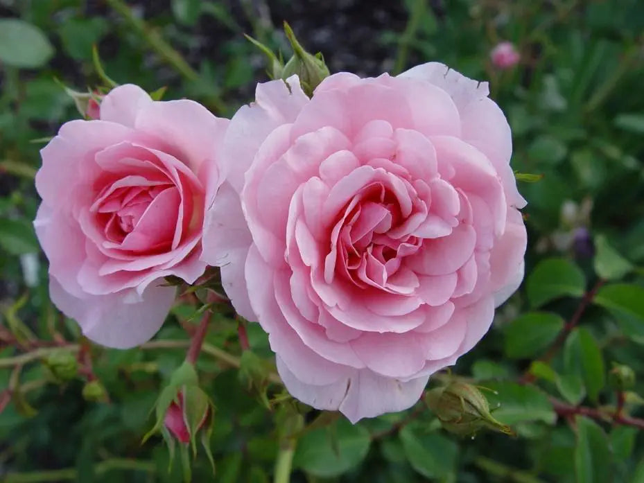 Bonica 82 Rose Cuttings (3) — Rosa ‘Bonica 82’ Pink Floribunda Unrooted Cuttings for Rooting or Grafting