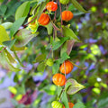Surinam Cherry Plant (Eugenia uniflora) Bare-Root Starter | Pitanga, Brazilian Cherry