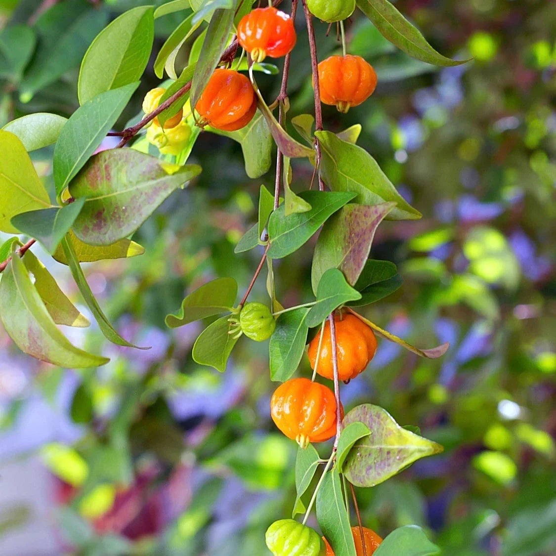 Surinam Cherry Plant (Eugenia uniflora) Bare-Root Starter | Pitanga, Brazilian Cherry