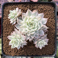 Echeveria 'Margaret' Bare Root Live Plant – 2–3" Rare Soft Pastel Succulent