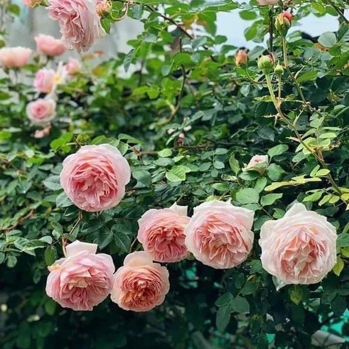 Abraham Darby Rose Bush Bare Root Starter Plant | David Austin English Rose