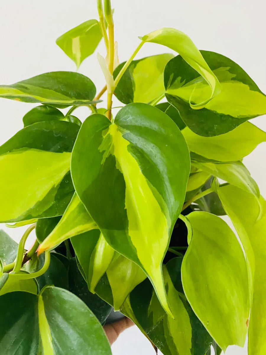Philodendron Brasil Rooted Cutting | Variegated Heartleaf Philodendron – Easy-Care Indoor Plant