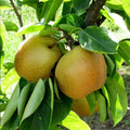 Shinseiki Asian Pear Tree - Bare Root 2 ft, Self-Pollinating