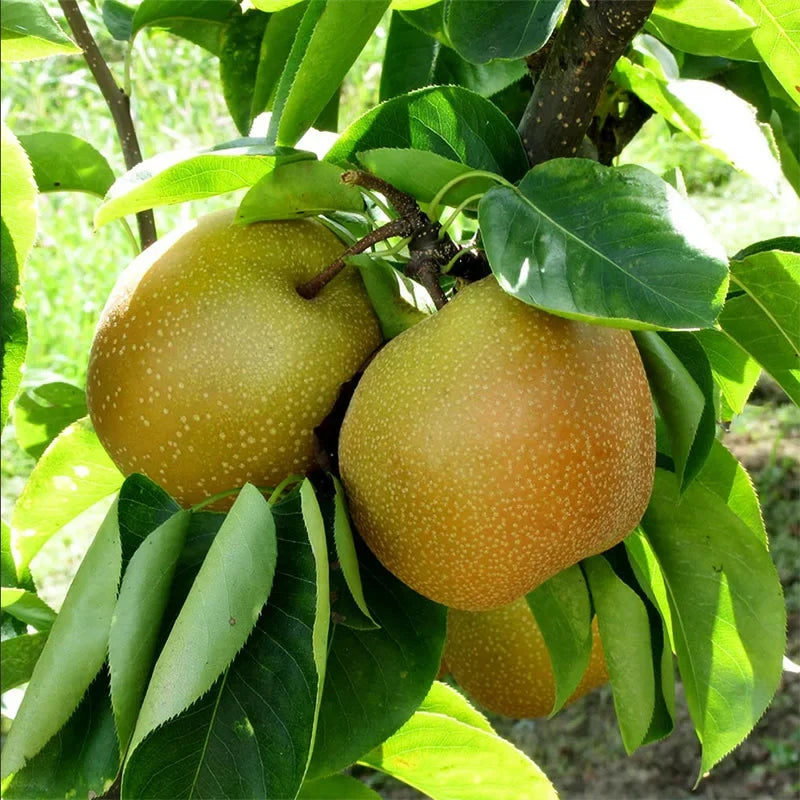 Shinseiki Asian Pear Tree - Bare Root 2 ft, Self-Pollinating