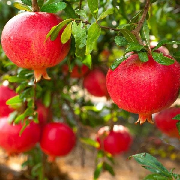 Eversweet Pomegranate Cuttings (Punica granatum ‘Eversweet’) – 3 Fresh Scions for Rooting or Grafting