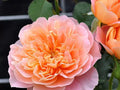 Rosa Impressionist Cuttings – 3 Unrooted Climbing Rose Cuttings (Apricot–Pink) for Rooting or Grafting
