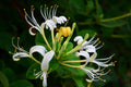 Japanese Honeysuckle Vine Cuttings – 10 Unrooted Lonicera japonica | Fragrant Climber for Propagation