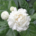 Grand Duke Jasmine Jasminum sambac Bare-root Plug 3-5" | Fragrant Arabian Jasmine Plant