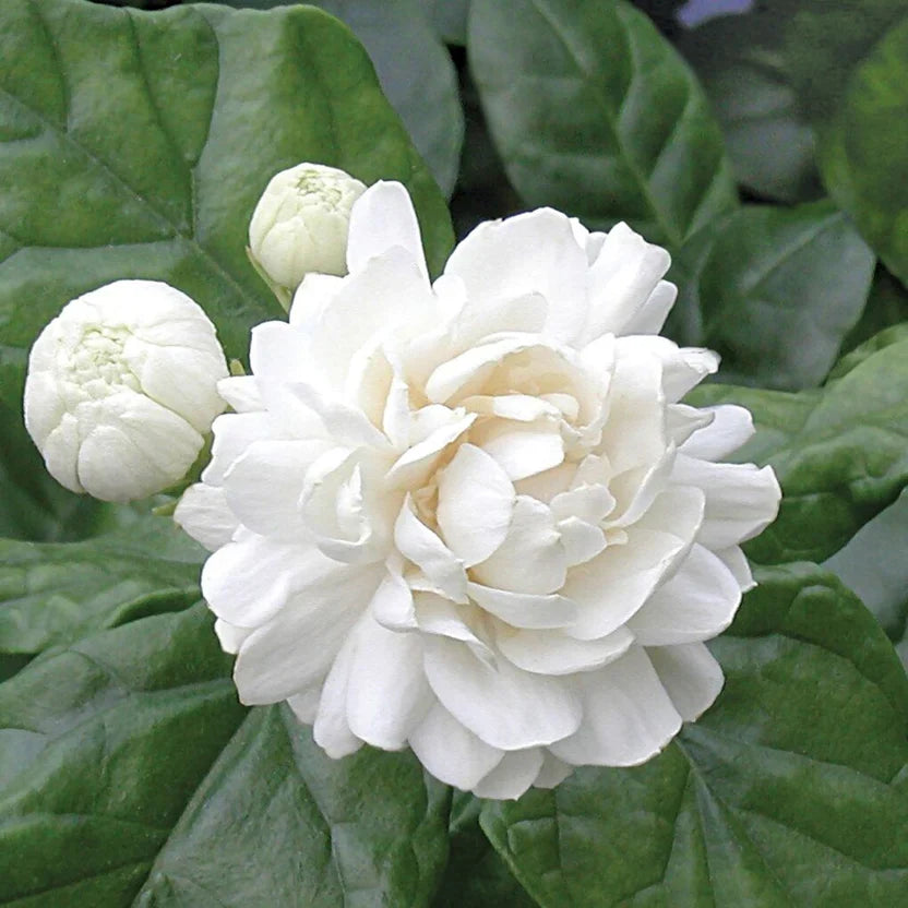 Grand Duke Jasmine Jasminum sambac Bare-root Plug 3-5" | Fragrant Arabian Jasmine Plant