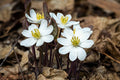 Twinleaf Jeffersonia diphylla Bare-Root - 5 Plants | Native Woodland Perennial