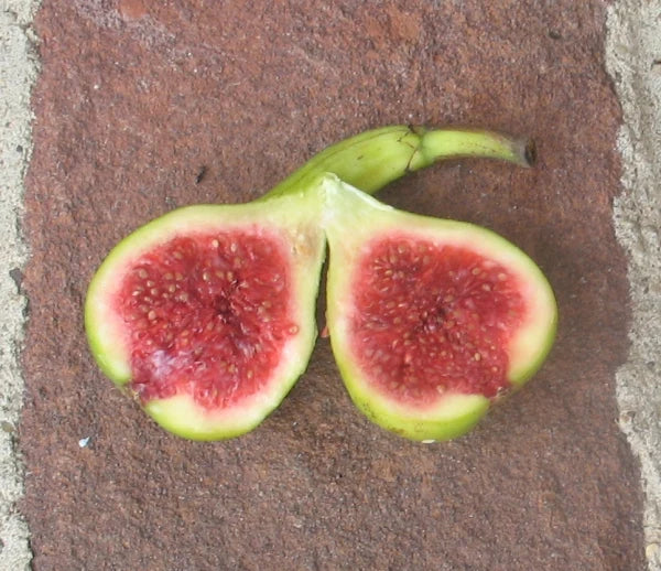 JH Adriatic Fig Cutting (Unrooted) - Ficus carica, 8+" with 3+ Nodes for Propagation or Grafting
