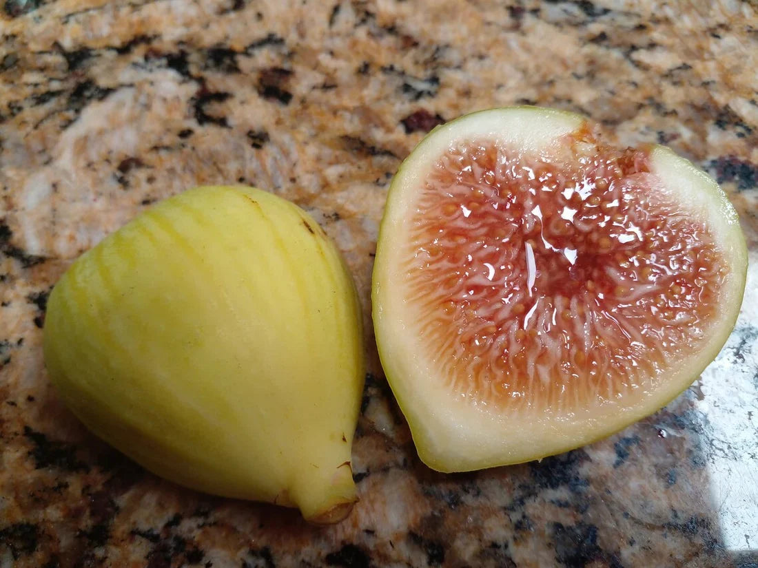 White Kadota Fig Cuttings (Ficus carica) - 2 Unrooted 6-8" – Self-Fertile, Heat-Tolerant