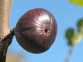Kathleen’s Black Fig Cutting – Unrooted 8+” Stem with 3+ Nodes for Rooting or Grafting