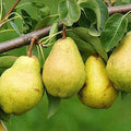 Kieffer Pear Tree Bare Root 1-2ft | Self-Pollinating, Cold Hardy