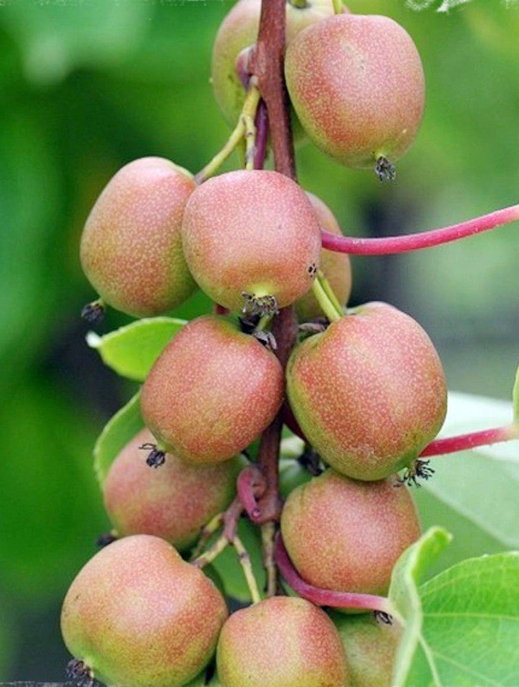 Hardy Kiwi Cuttings Geneva - Actinidia arguta, Unrooted Female Cuttings, Organic