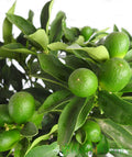Green Kumquat Cuttings (Fortunella/Citrus) - 3 Fresh Unrooted Cuttings for Rooting, Propagation or Grafting