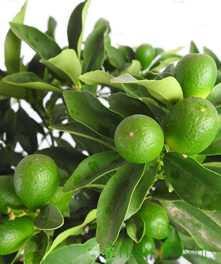Green Kumquat Cuttings (Fortunella/Citrus) - 3 Fresh Unrooted Cuttings for Rooting, Propagation or Grafting