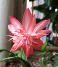Schlumbergera Laranja Dobrada Cuttings (Unrooted) – 2 Holiday Cactus Pieces