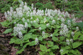 Foamflower Tiarella cordifolia Bare-Root Plants — 3 Plants for Shade Gardens