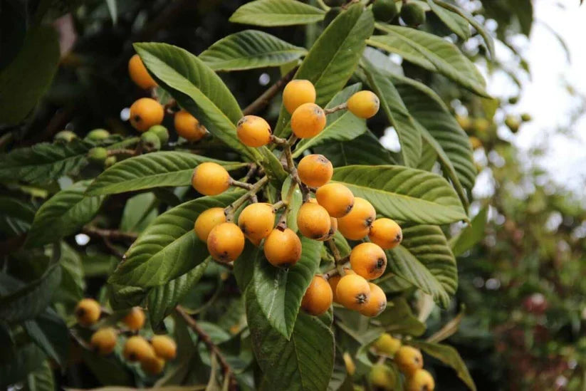 Gold Nugget Loquat Cutting (Eriobotrya japonica) – 6–8” Unrooted Cutting for Rooting or Grafting