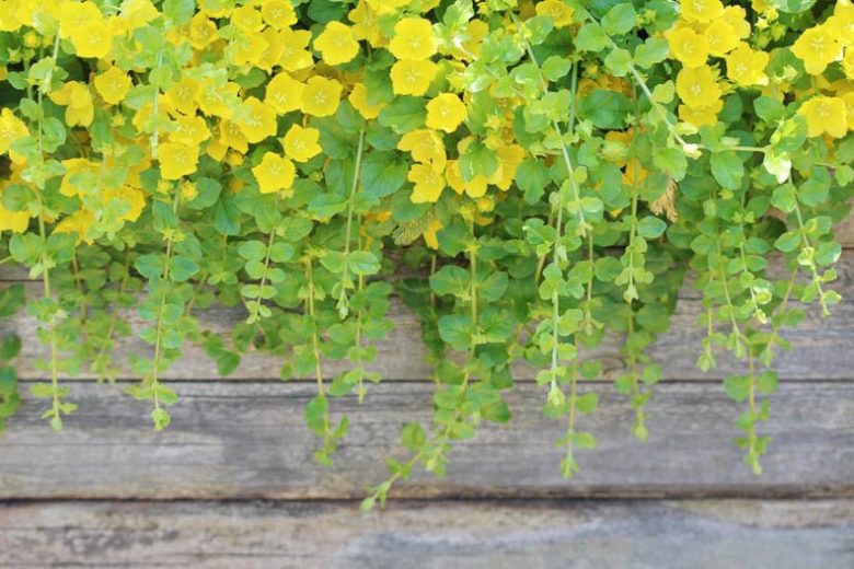Golden Creeping Jenny Lysimachia nummularia 'Aurea' - 20 Live Starter Plants