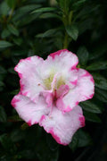 Azalea Cuttings Pink & White | Unrooted Rhododendron 6–7 in, 7pcs, Grafting or Rooting