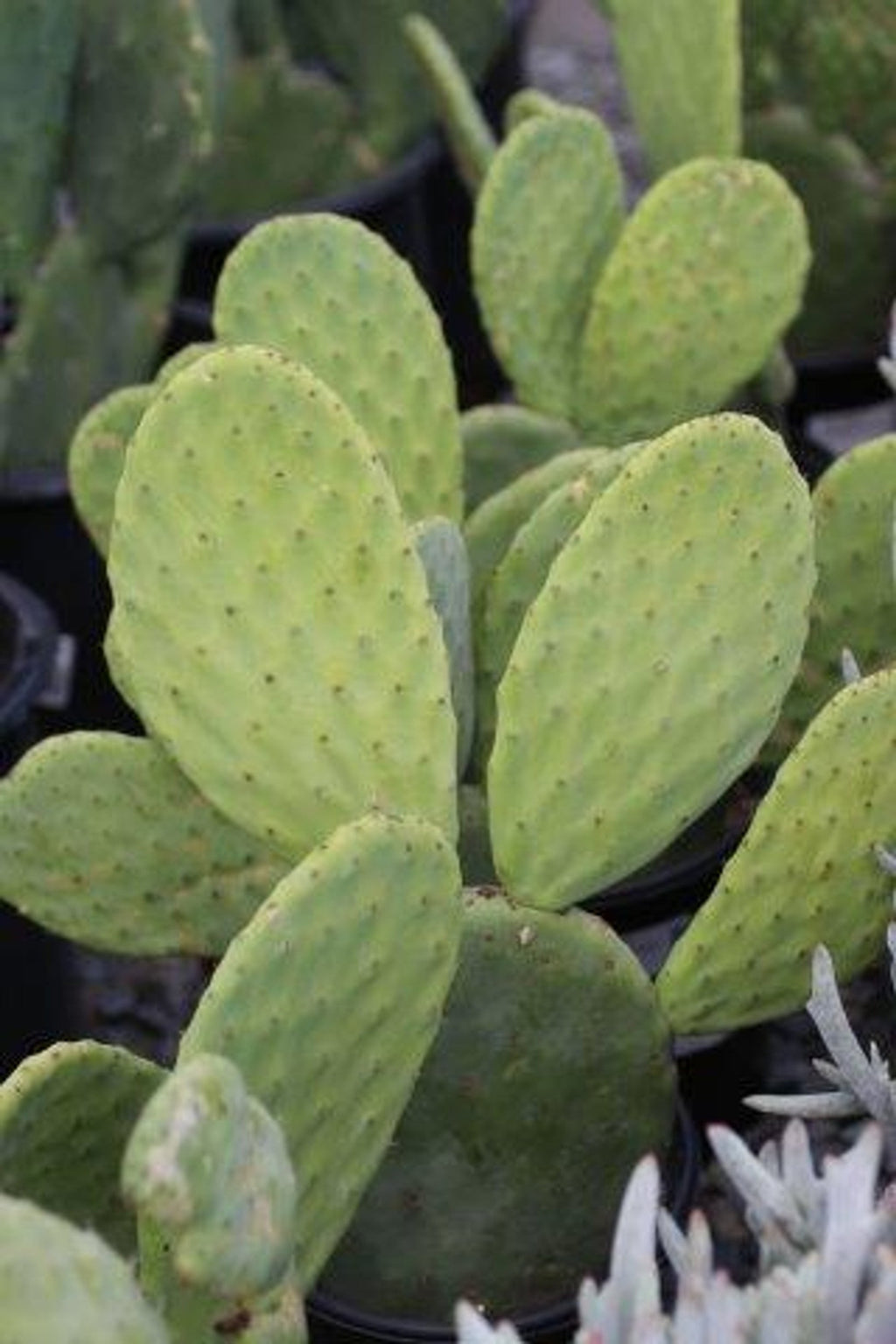 Opuntia Ficus-Indica Cactus Pads – 4 Fresh Prickly Pear Nopales (Spineless) for Cooking or Planting