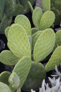 Opuntia Ficus-Indica Cactus Pads – 4 Fresh Prickly Pear Nopales (Spineless) for Cooking or Planting