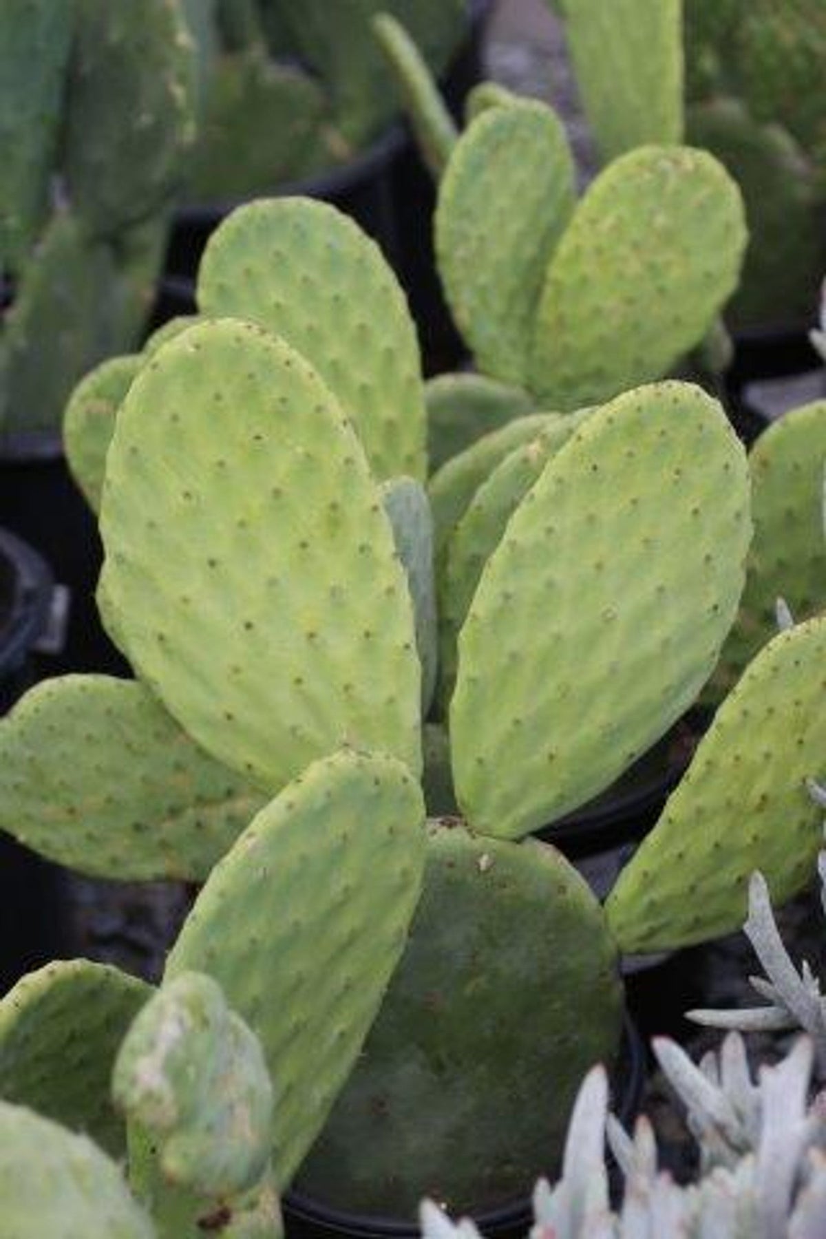 Opuntia Ficus-Indica Cactus Pads – 4 Fresh Prickly Pear Nopales (Spineless) for Cooking or Planting