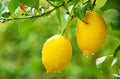 Meyer Lemon Tree Bare Root Starter (5") - Organic, Non-GMO Citrus × meyeri