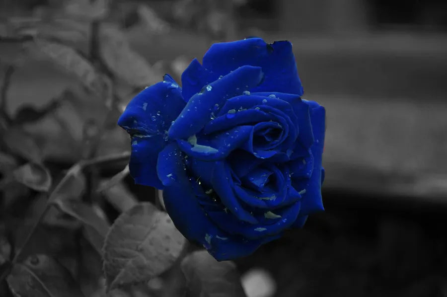 Midnight Blue Rose Cuttings (Rosa ‘Midnight Blue’) – 3 Fresh Scions for Rooting or Grafting