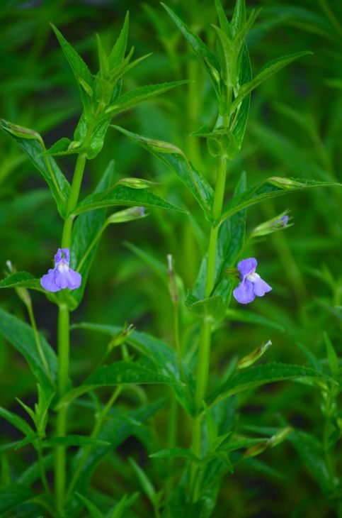 Mimulus ringens (Monkey Flower) Seeds – 5000 Non-GMO native wetland perennial