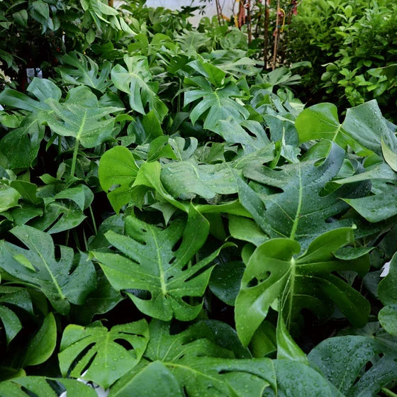 Monstera deliciosa Large Rooted Cutting | Swiss Cheese Plant - Mature Split-Leaf Philodendron